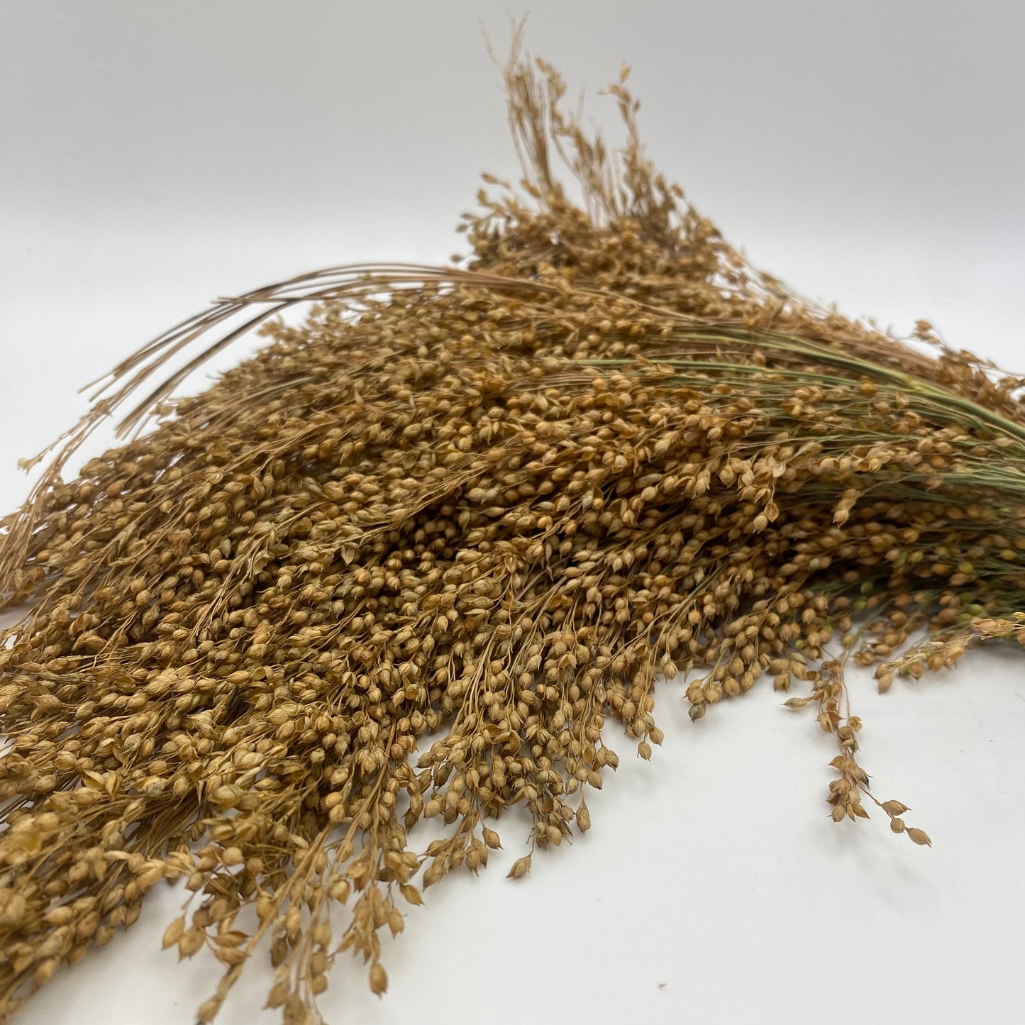 Panicle Millet