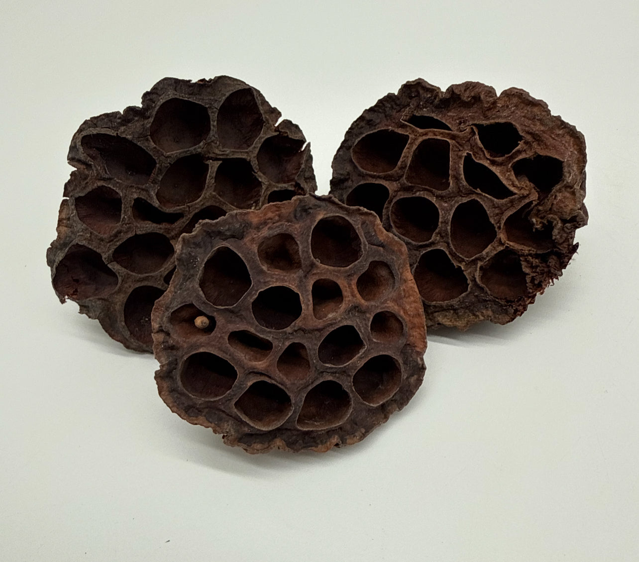 Lotus Heads (3pack)