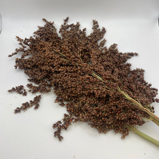 Sudan Grass