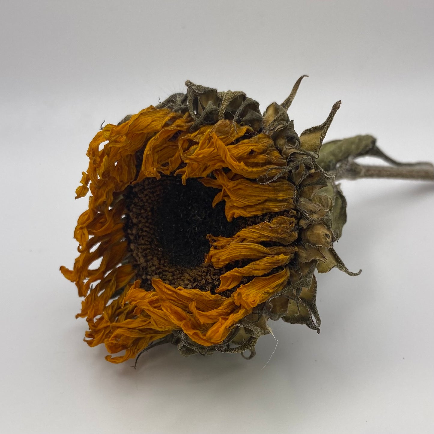 Sunflower Head