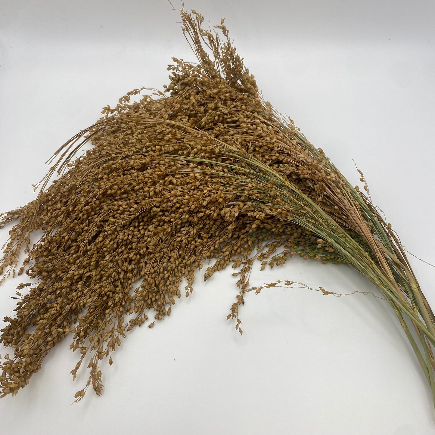 Panicle Millet