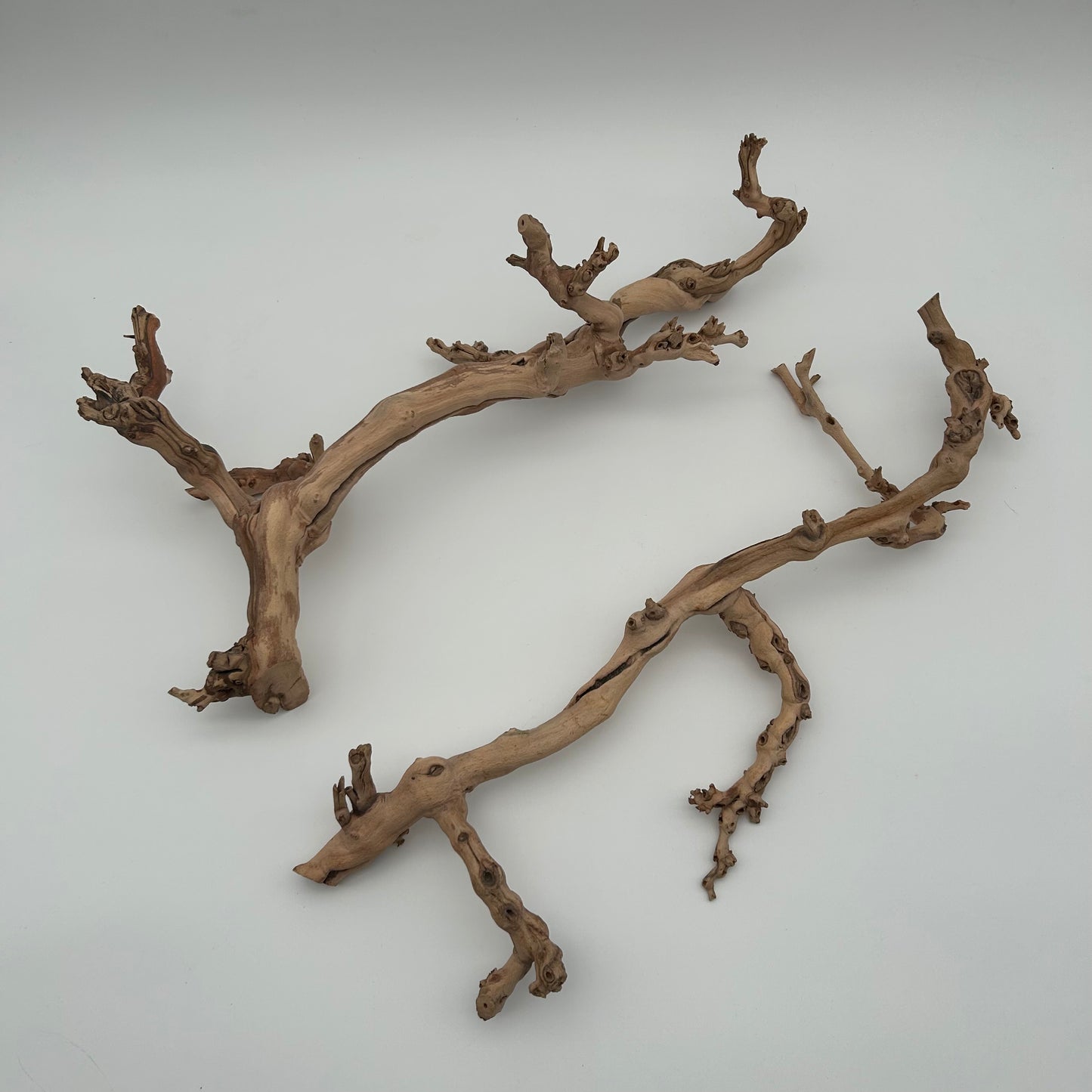Sand Blasted Branch