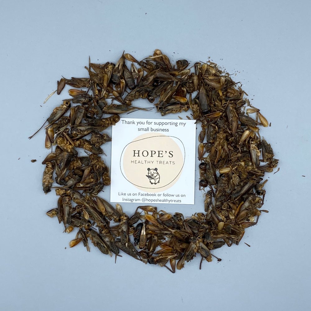 Hog’s Dried Crickets