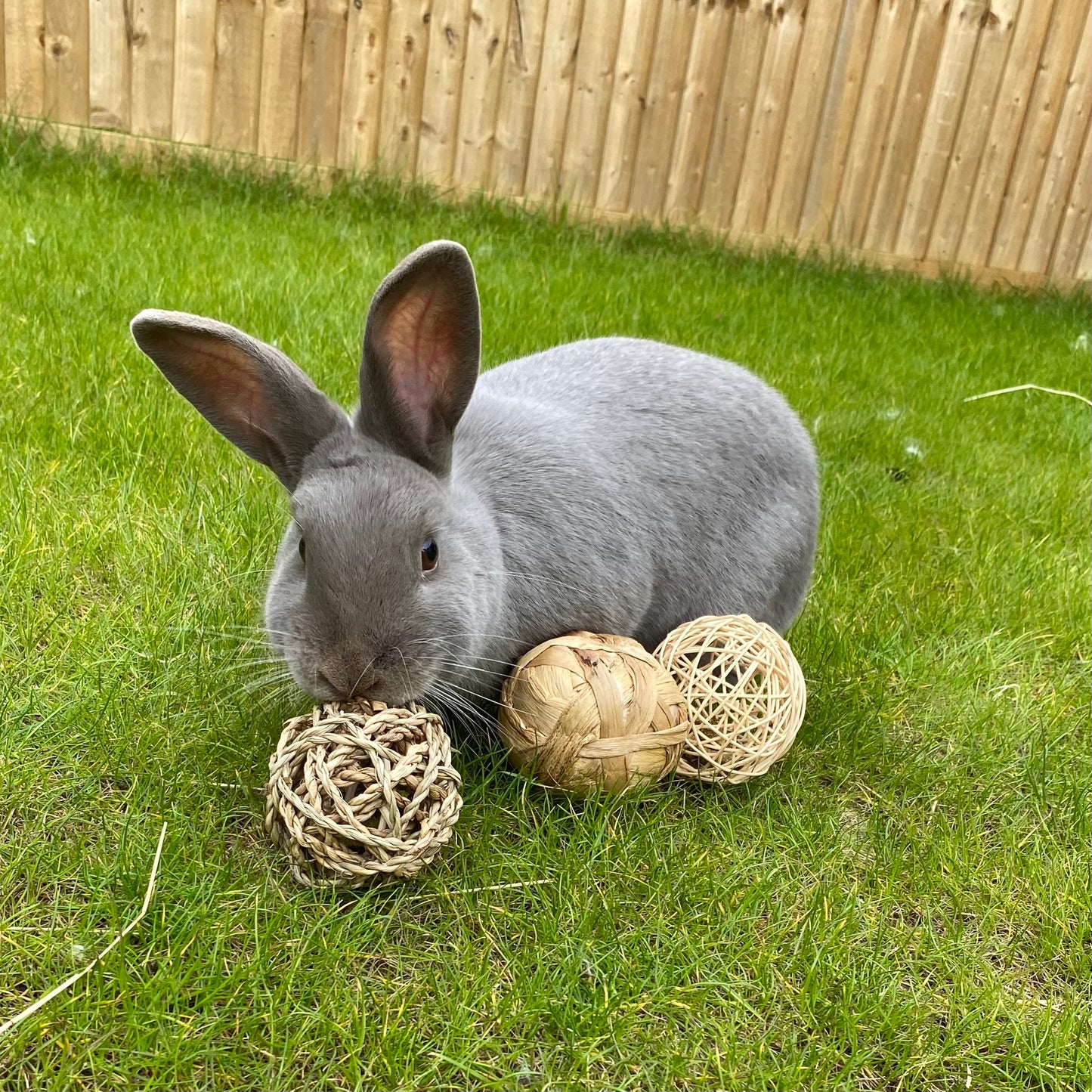 Trio of Fun Balls