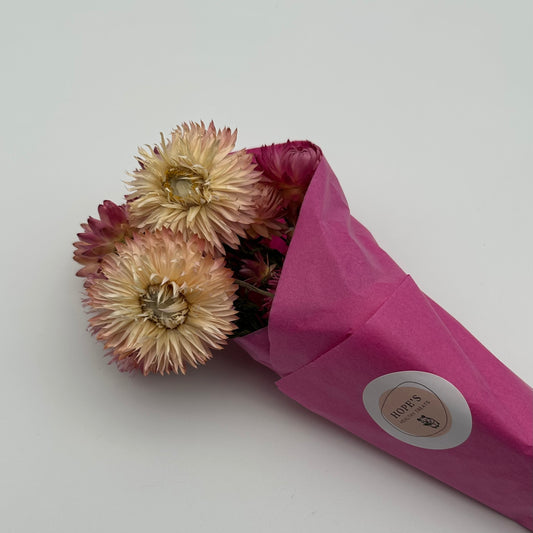 Strawflowers (Mixed Pink)