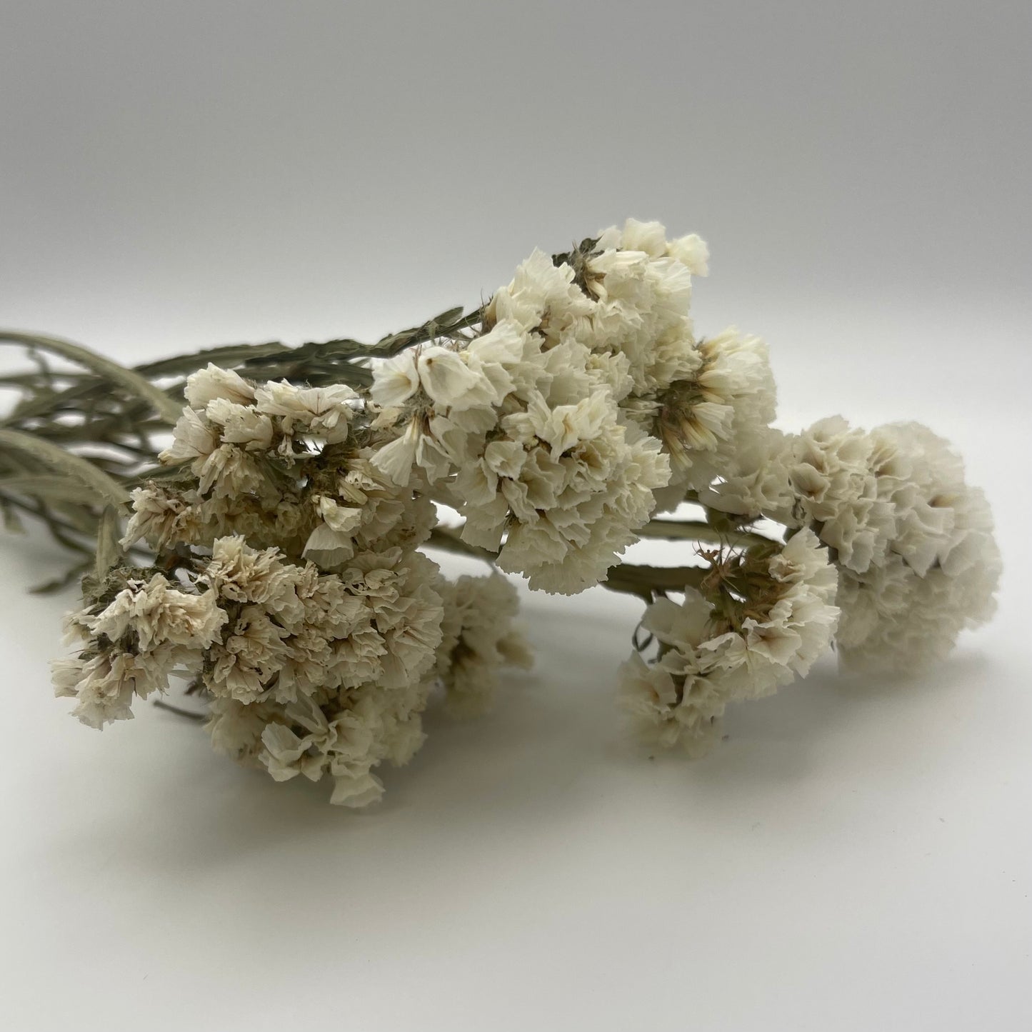 White Statice Flowers