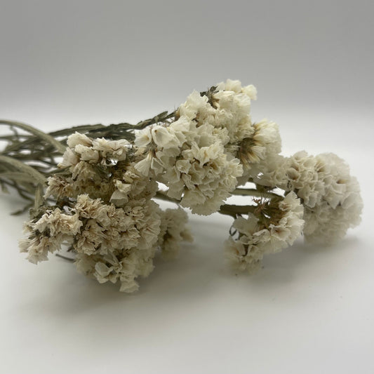 White Statice Flowers