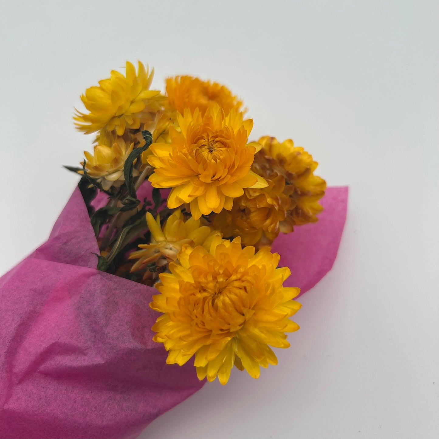 Strawflowers (Yellow)