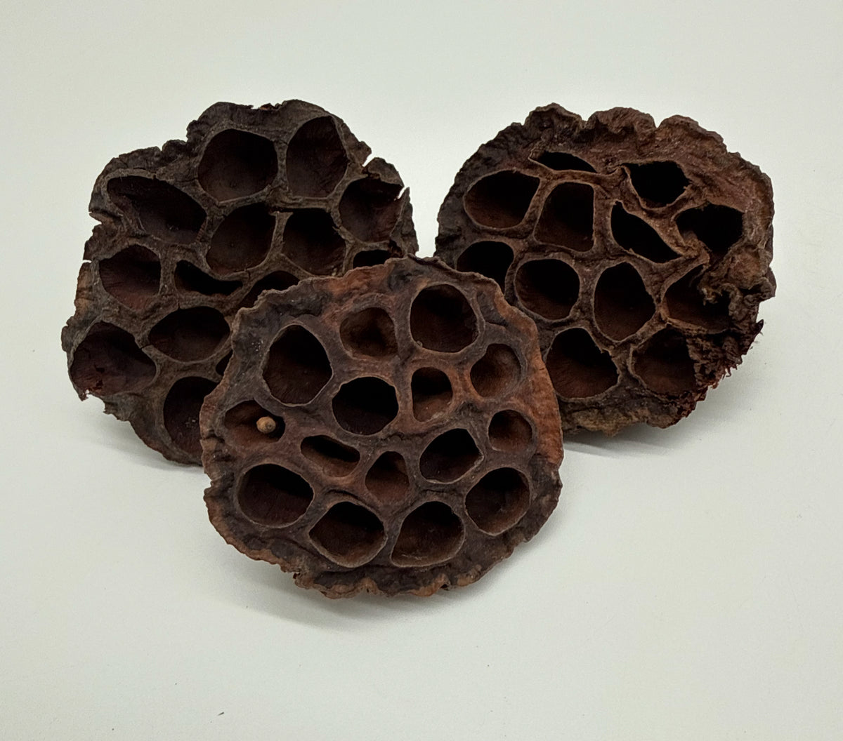 Lotus Heads (3pack)