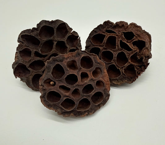 Lotus Heads (3pack)