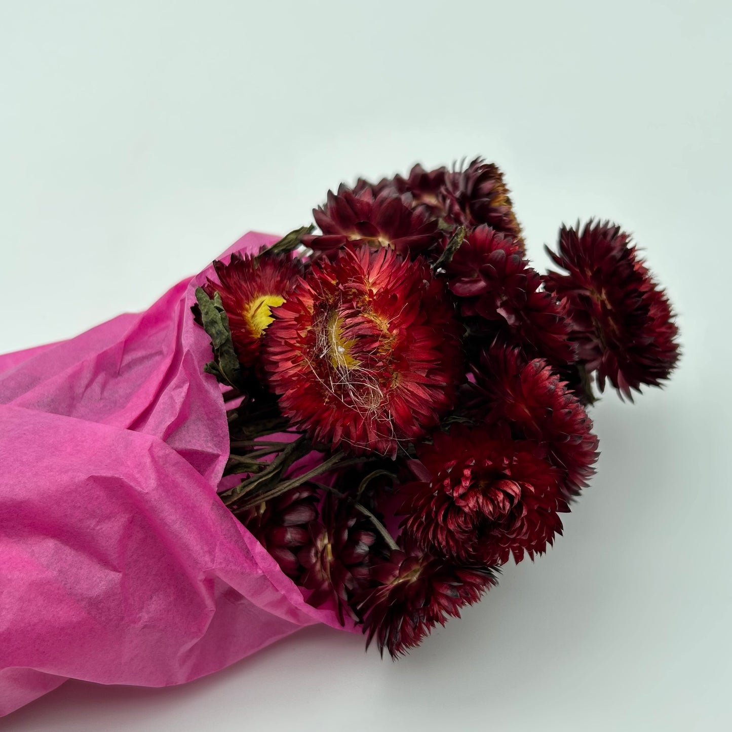 Strawflowers (Dark Red)