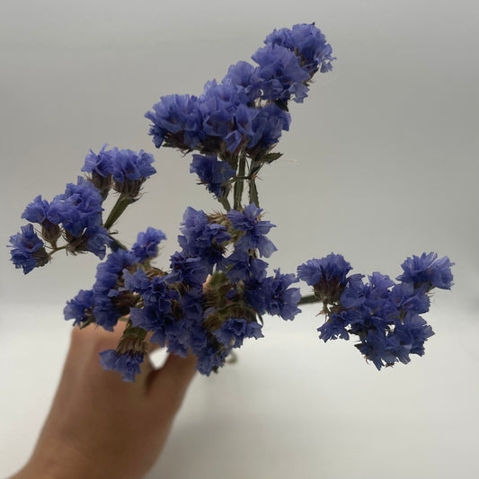 Blue Statice Flowers