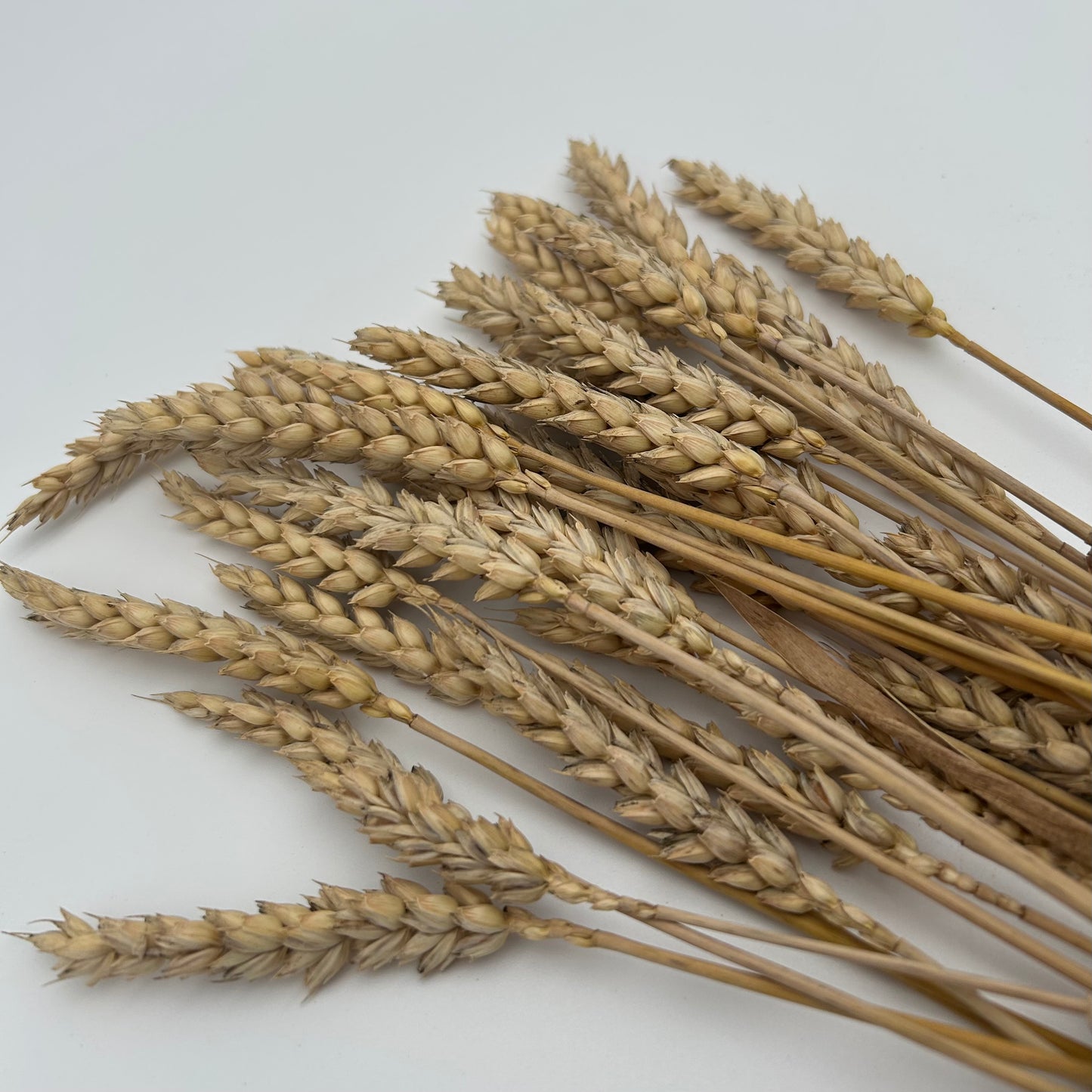Wheat Sprays