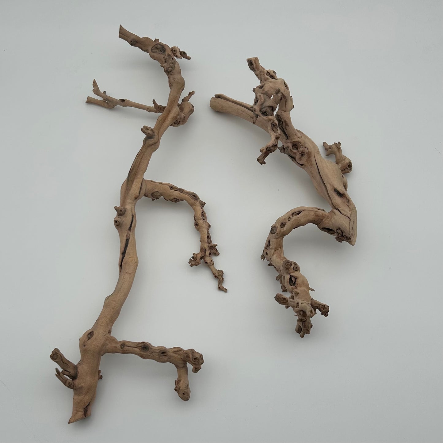 Sand Blasted Branch