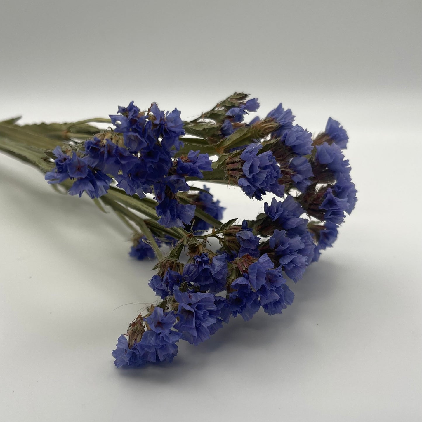 Blue Statice Flowers
