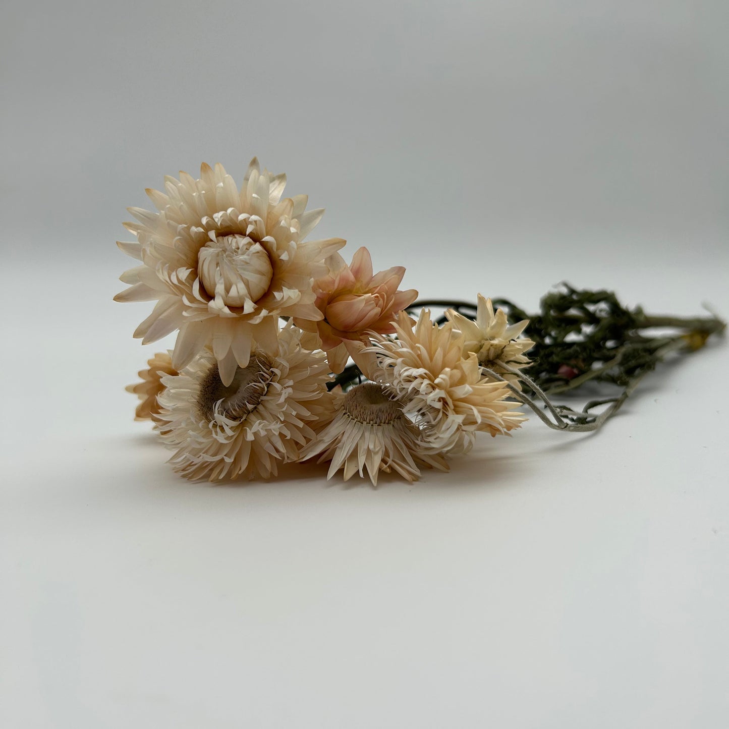 Strawflowers (White)