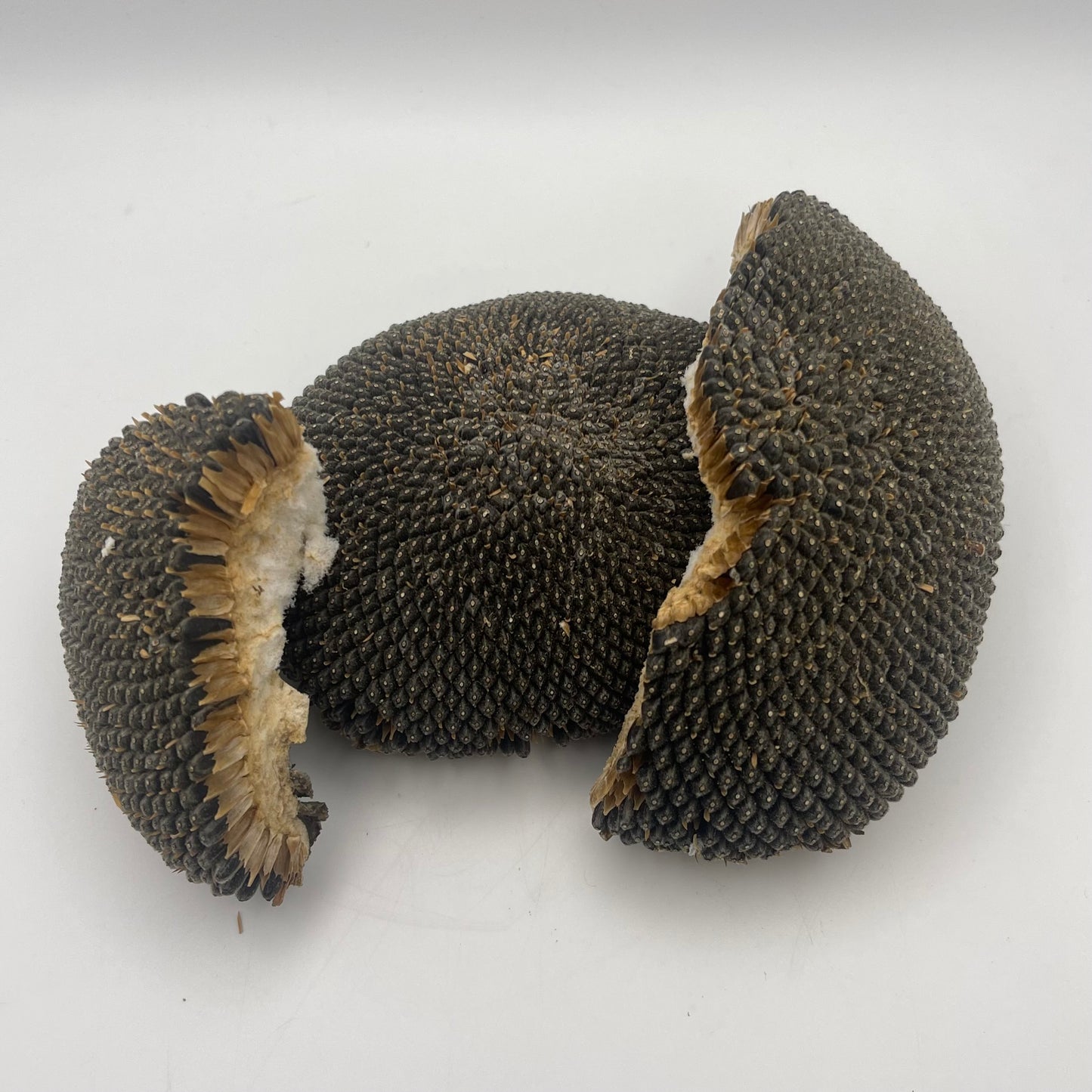 Sunflower Heads