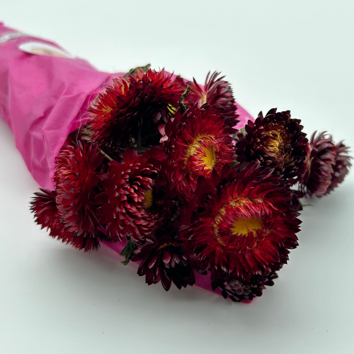 Strawflowers (Dark Red)