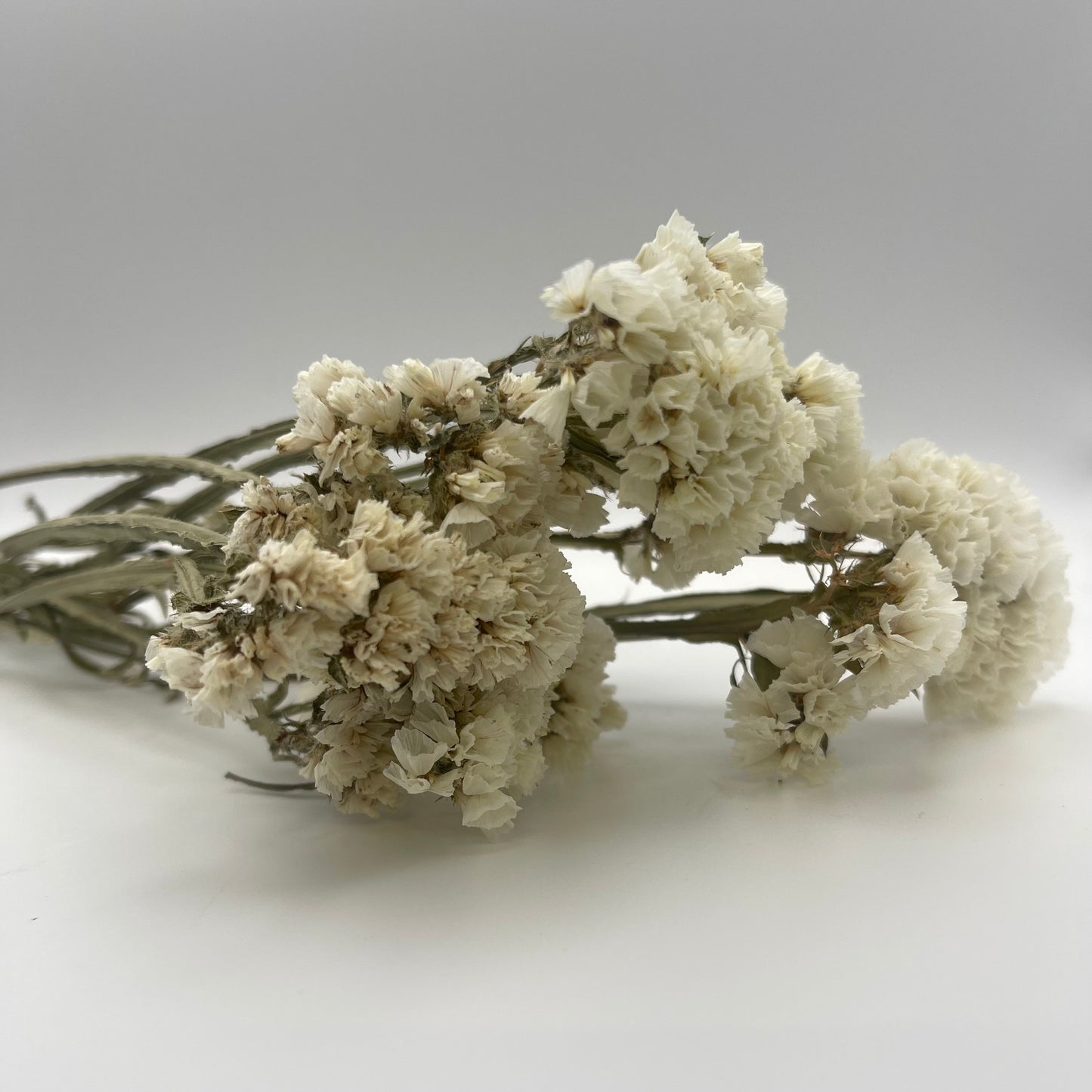 White Statice Flowers