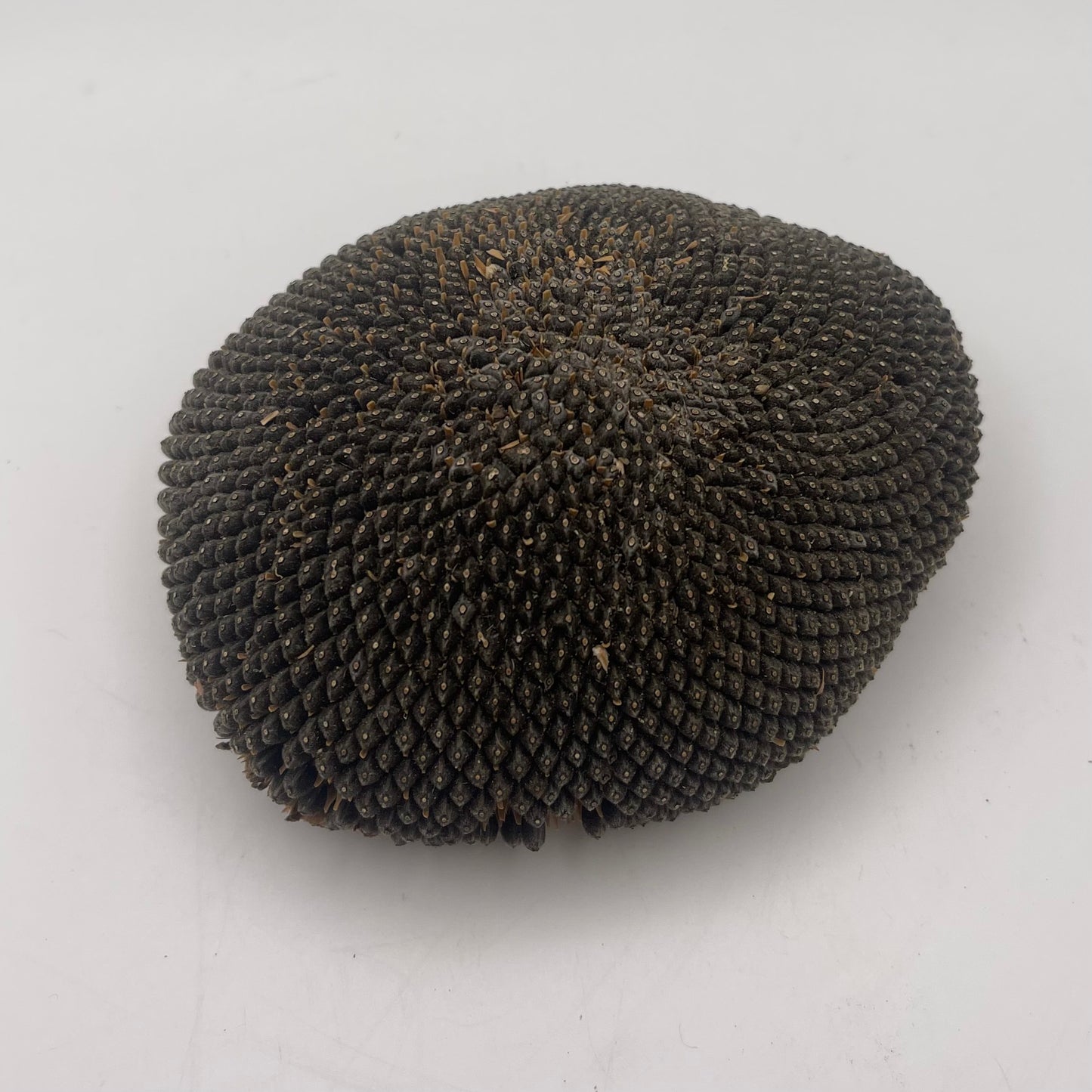 Sunflower Heads