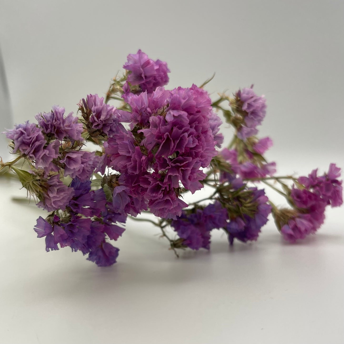 Purple Statice Flowers