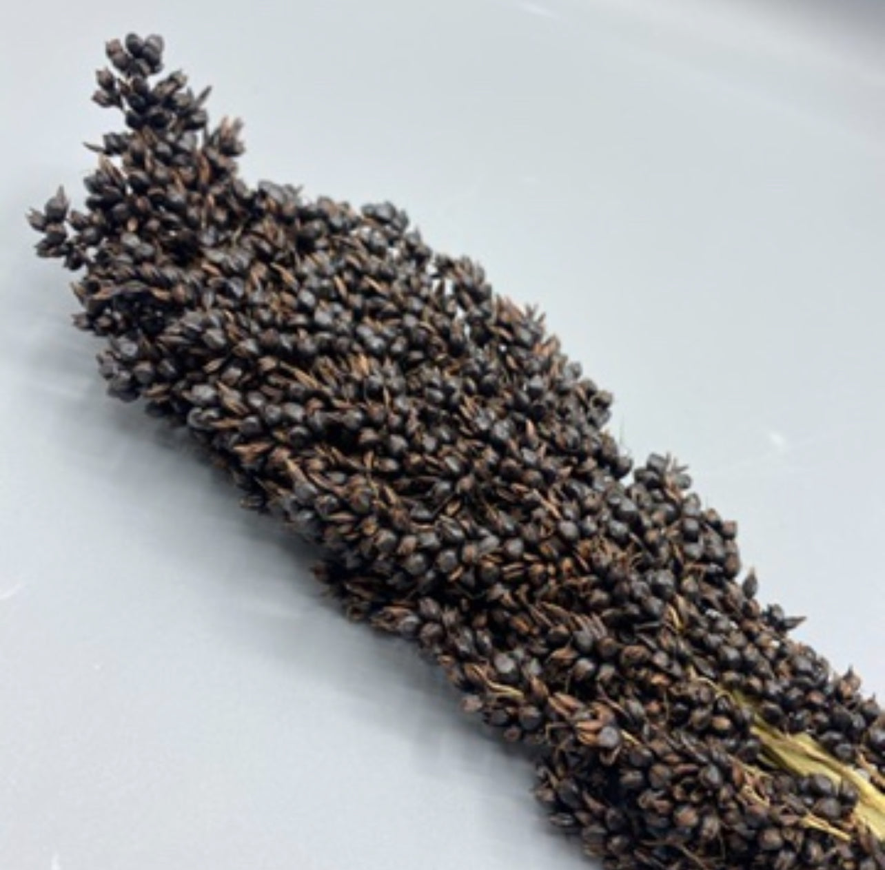 Black Sorghum Spray