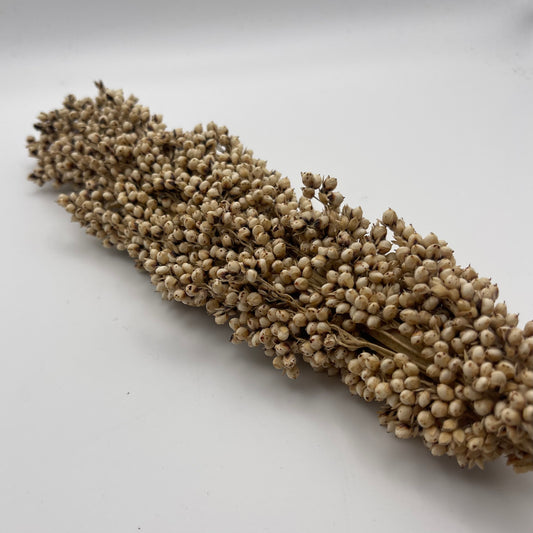 White Sorghum Spray