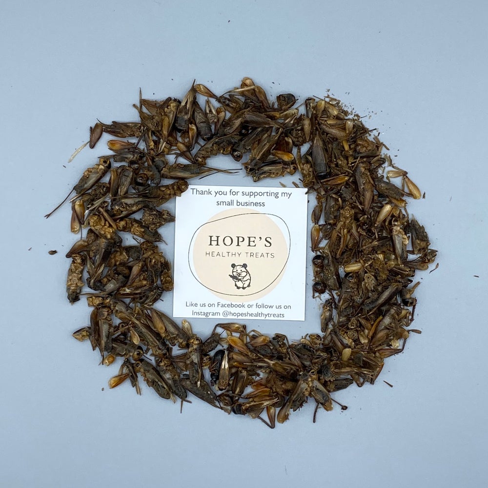 Hog’s Dried Crickets